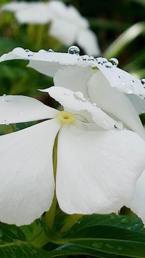 Ti Coin De Paradis Ylang Ylang Le Diamant Dış mekan fotoğraf