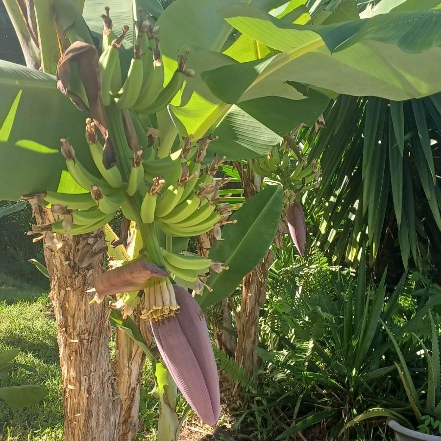 Ti Coin De Paradis Ylang Ylang Le Diamant Dış mekan fotoğraf
